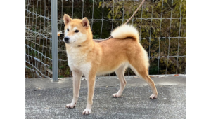 令和6年2月18日生まれ赤柴犬の里親募集