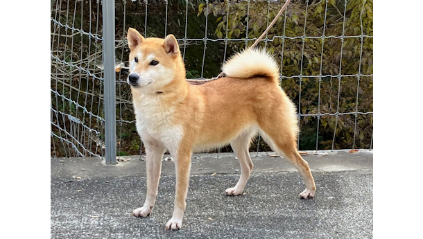令和6年2月18日生まれ赤柴犬の里親募集