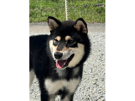 令和8年2月20日生まれ黒柴犬の里親募集