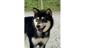令和8年2月20日生まれ黒柴犬の里親募集