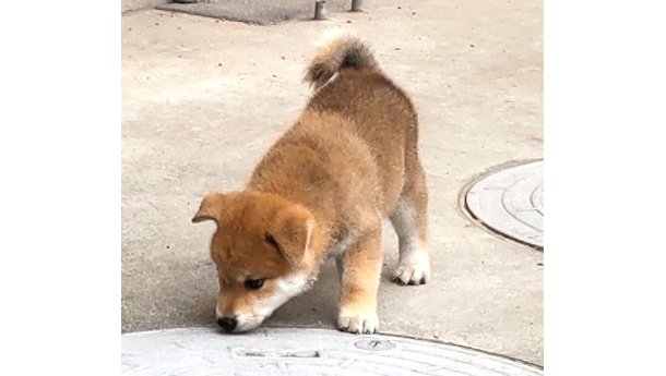 2026年7月25日生まれ赤柴犬の子犬