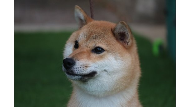令和6年7月16日生まれ赤柴犬の里親募集