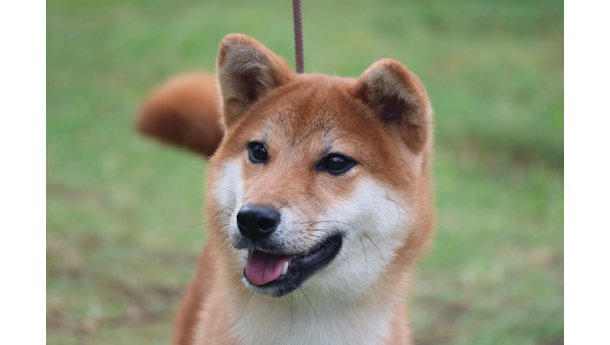 令和8年1月20日生まれ赤柴犬の里親募集