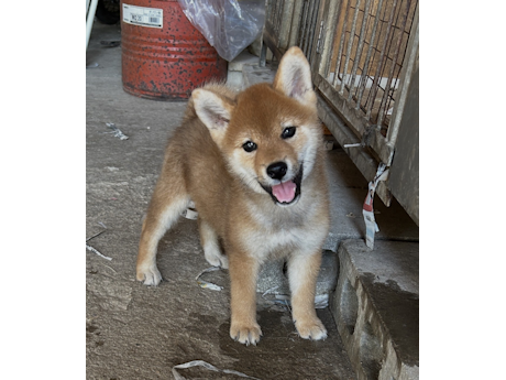 2026年7月13日生まれ赤柴犬の子犬