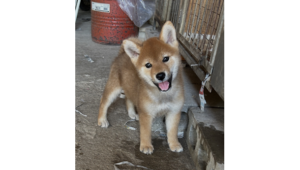 2026年7月13日生まれ赤柴犬の子犬