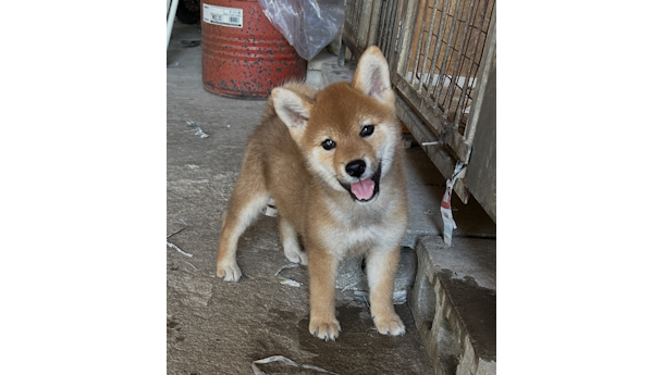 2026年7月13日生まれ赤柴犬の子犬