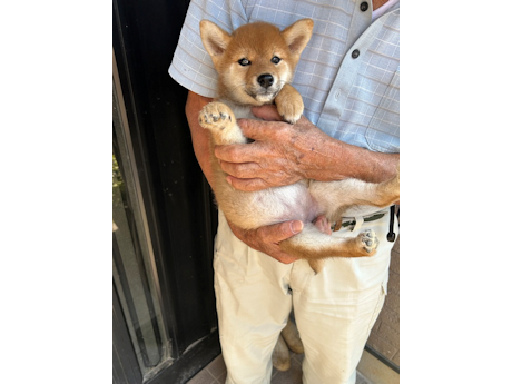 2026年7月13日生まれ赤柴犬の子犬