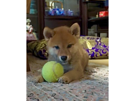 柴犬のあきちゃんまだ３ヶ月です