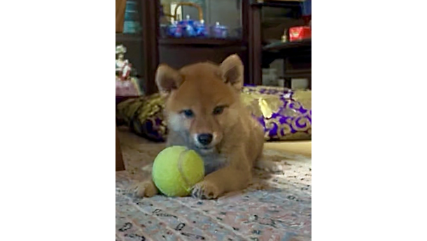 柴犬のあきちゃんまだ３ヶ月です