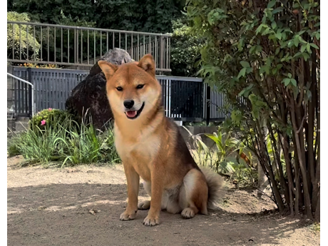 柴犬の福くん一歳と一ヶ月過ぎました