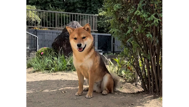 柴犬の福くん一歳と一ヶ月過ぎました