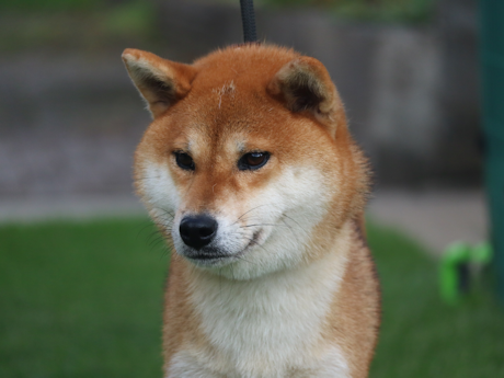 令和5年1月14日生まれ赤柴犬の里親募集