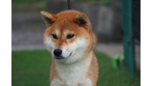 令和5年1月14日生まれ赤柴犬の里親募集