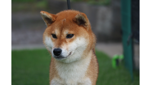 令和5年1月14日生まれ赤柴犬の里親募集