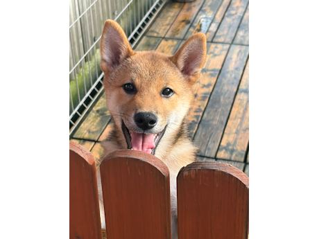 令和8年6月27日生まれ赤柴犬の里親募集