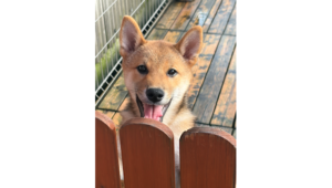 令和8年6月27日生まれ赤柴犬の里親募集