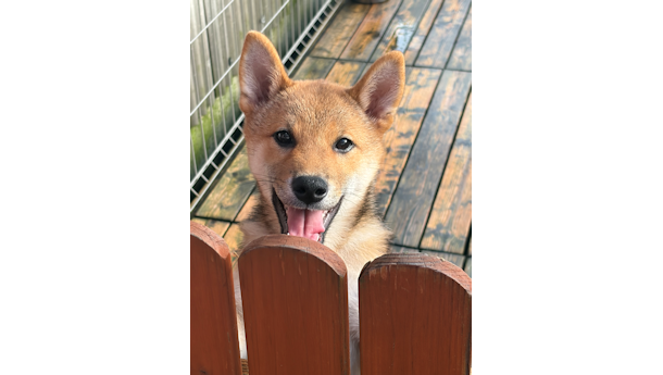 令和8年6月27日生まれ赤柴犬の里親募集