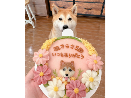 柴犬の沙羅紗ちゃん5歳