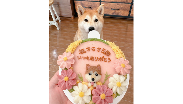 柴犬の沙羅紗ちゃん5歳